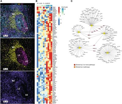 Follicular CD4 T Helper Cells As a Major HIV Reservoir Compartment: A Molecular Perspective